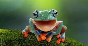 aaa