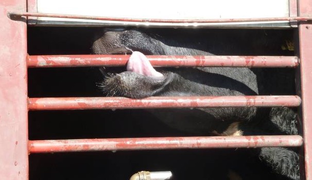 1 milione di cittadini europei contro trasporto di animali vivi