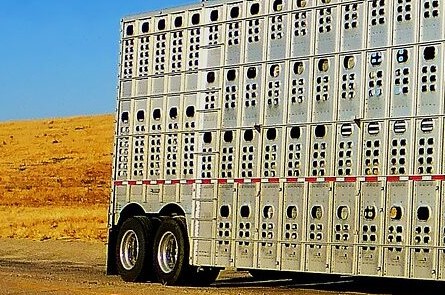 Trasporto animali vivi: indicazioni Ministero della Salute contro le alte temperature