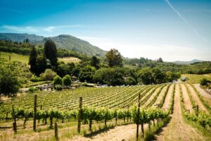 Palletways Italia conferma il suo sostegno alla ventunesima edizione di ''Cinemadivino – i grandi film si gustano in cantina''