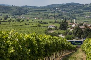 Palletways Italia conferma la sua presenza a Vinitaly
