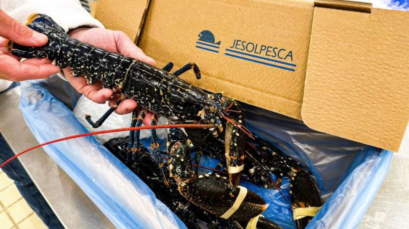 Packaging sostenibile per pesce fresco il progetto JesolPesca TRANSPORTONLINE