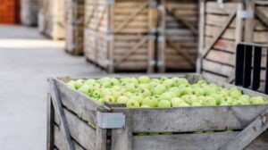 Filiera ortofrutticola integrata più efficienza logistica e qualità transportonline